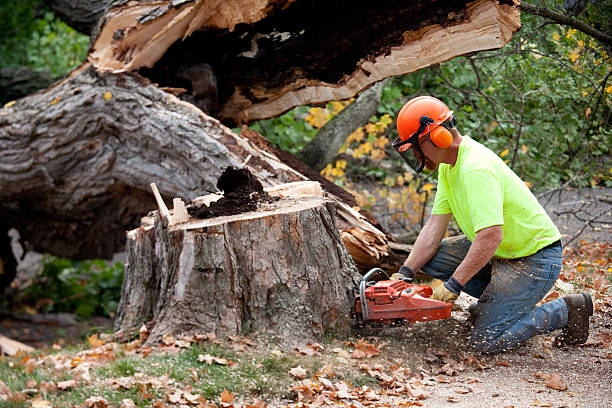 Best Tree Pruning Services  in Greenville, MI